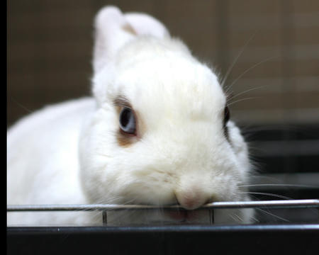 ふがふが