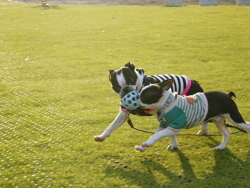 20081005_rokushiomorning02.jpg