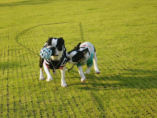 20081005_rokushiomorning08.jpg