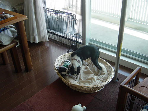 20081004_rokushiobattle01.jpg
