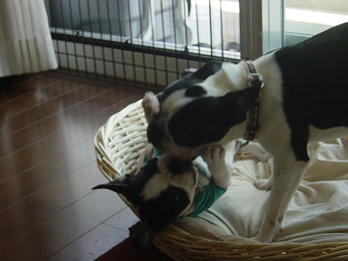 20081004_rokushiobattle04.jpg