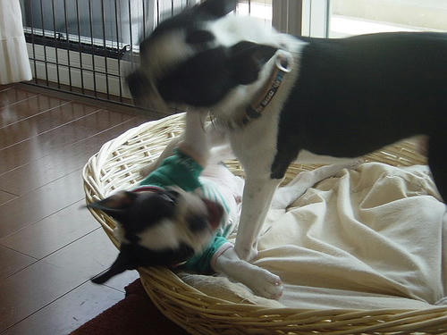 20081004_rokushiobattle05.jpg