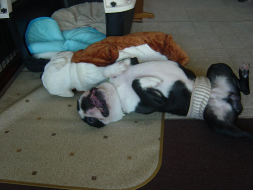 20081013_jackbull01.jpg