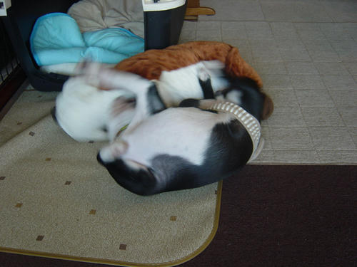20081013_jackbull02.jpg