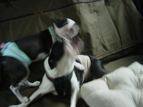 20081012_Incar05.jpg
