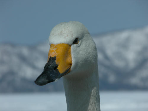 030412_hakutyou01.jpg