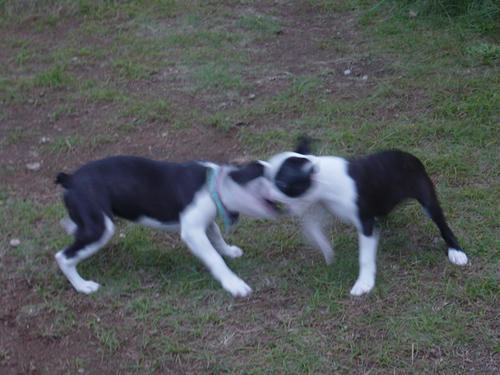 20081012_creoshio01.jpg