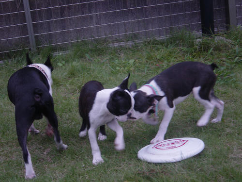 20081012_creoshio02.jpg