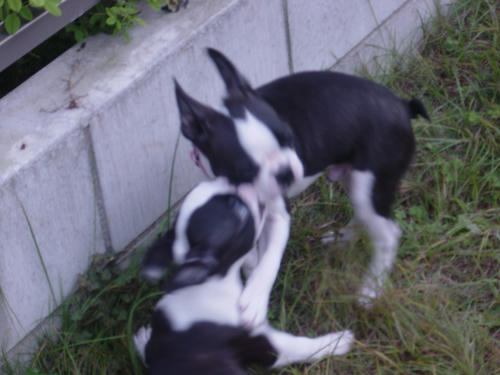 20081012_creoshio10.jpg