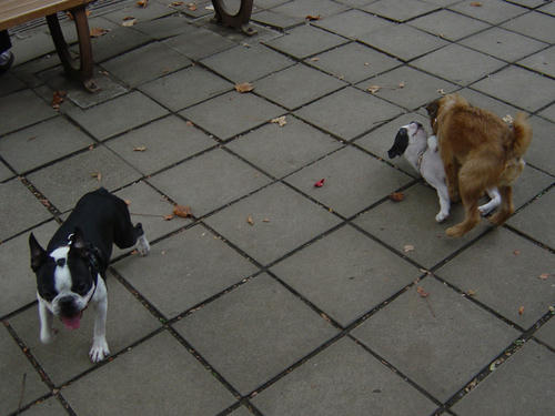 20081018_komazawa04.jpg