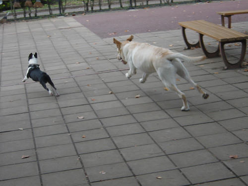 20081018_komazawa09.jpg