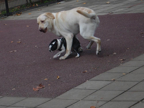 20081018_komazawa12.jpg