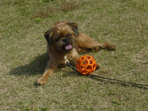 20081019_gin01.jpg