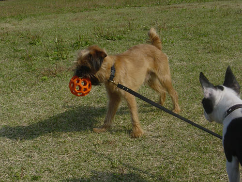 20081019_ginshio01.jpg