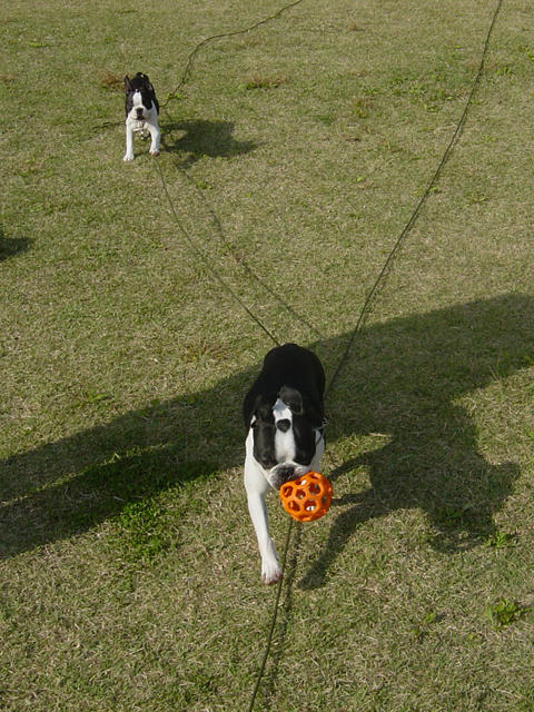 20081019_rokushio02.jpg