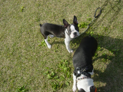 20081019_rokushio03.jpg