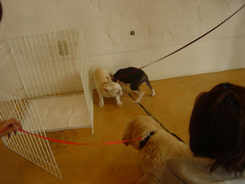 20081019_shiopuppyclass01.jpg