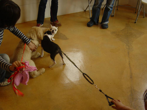 20081019_shiopuppyclass02.jpg