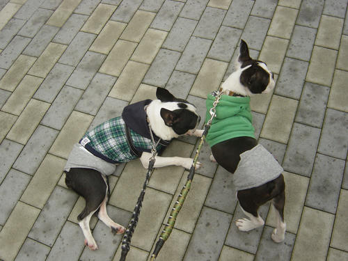 20081025_mmbostons02.jpg