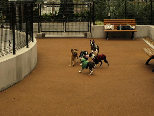 20081025_mmdogrun01.jpg