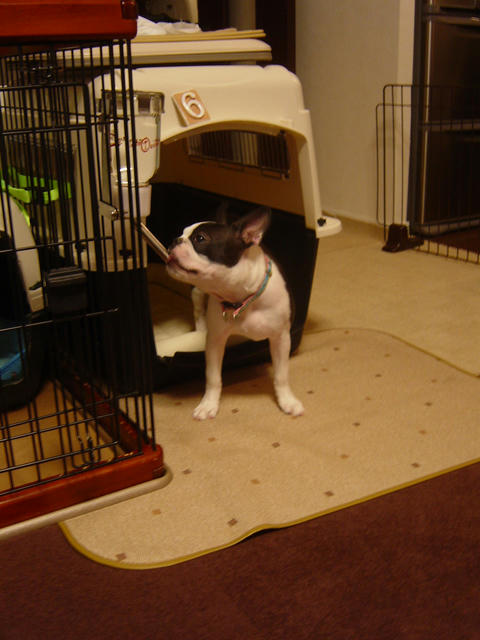 20081120_shio03.jpg