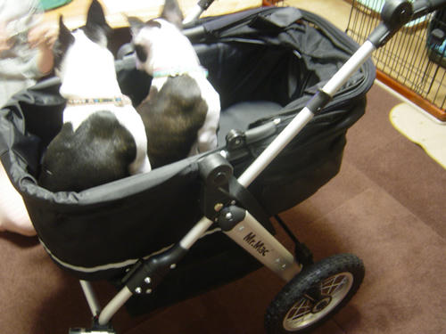 20081120_doggybaggy01.jpg