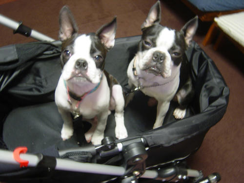 20081120_doggybaggy02.jpg