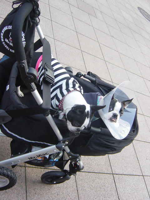20081123_asaichi01.jpg