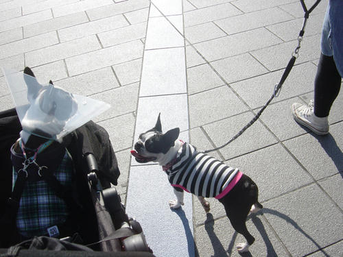 20081123_rokusanpo01.jpg