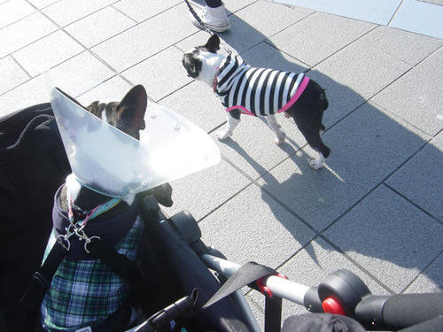 20081123_rokusanpo03.jpg