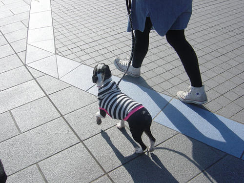 20081123_rokusanpo04.jpg