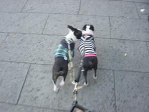 20081123_rokushiosanpo01.jpg