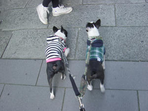 20081123_rokushiosanpo04.jpg