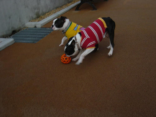 20081129_dogrun02.jpg