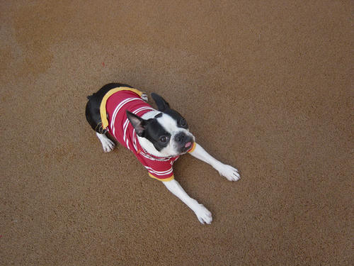 20081129_dogrun05.jpg