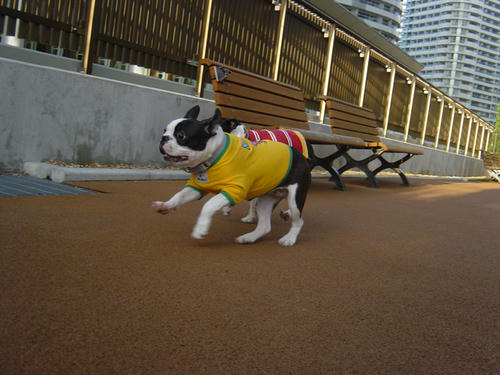 20081129_dogrun06.jpg