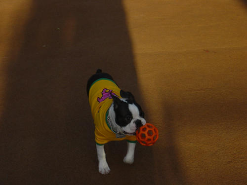 20081129_dogrun08.jpg