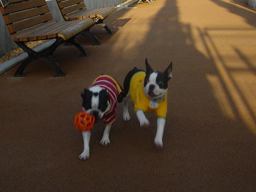 20081129_dogrun09.jpg