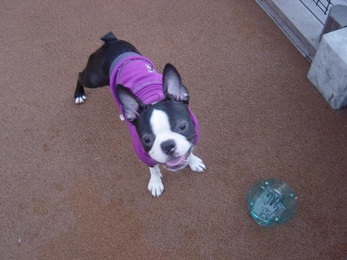 20081129_dogrun10.jpg
