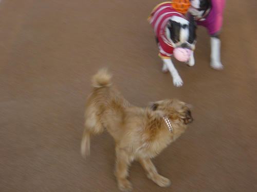 20081129_dogrun11.jpg