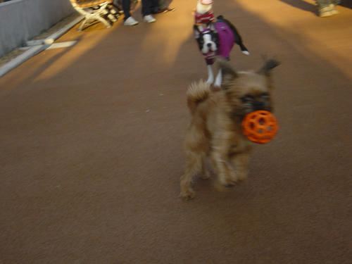 20081129_dogrun12.jpg