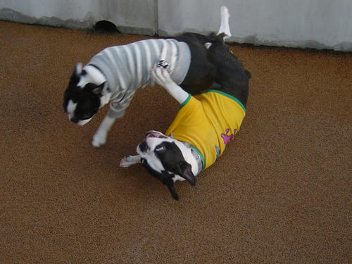 20081129_dogrun14.jpg
