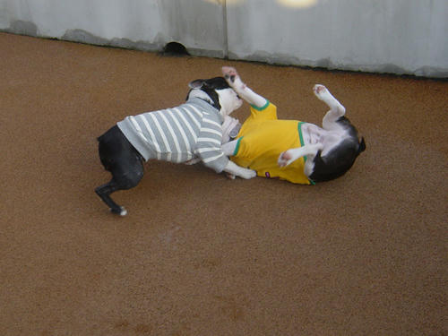 20081129_dogrun15.jpg