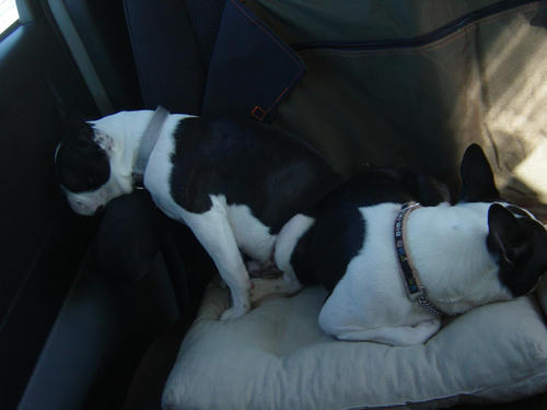 20081207_rokushiosleep02.jpg