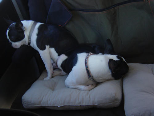 20081207_rokushiosleep03.jpg