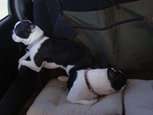 20081207_rokushiosleep04.jpg