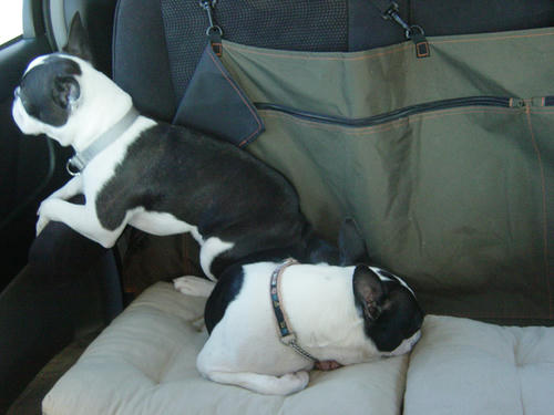 20081207_rokushiosleep05.jpg