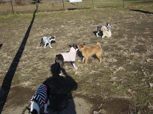 20081206_ashigaraSA02.jpg