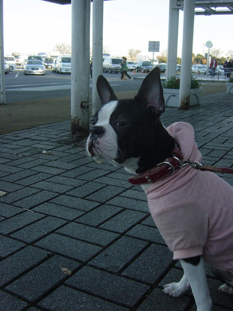 20081206_ebinaSA01.jpg