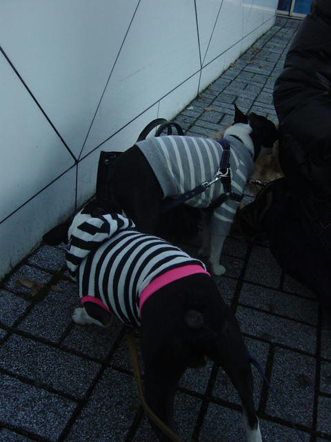 20081206_ebinaSA03.jpg